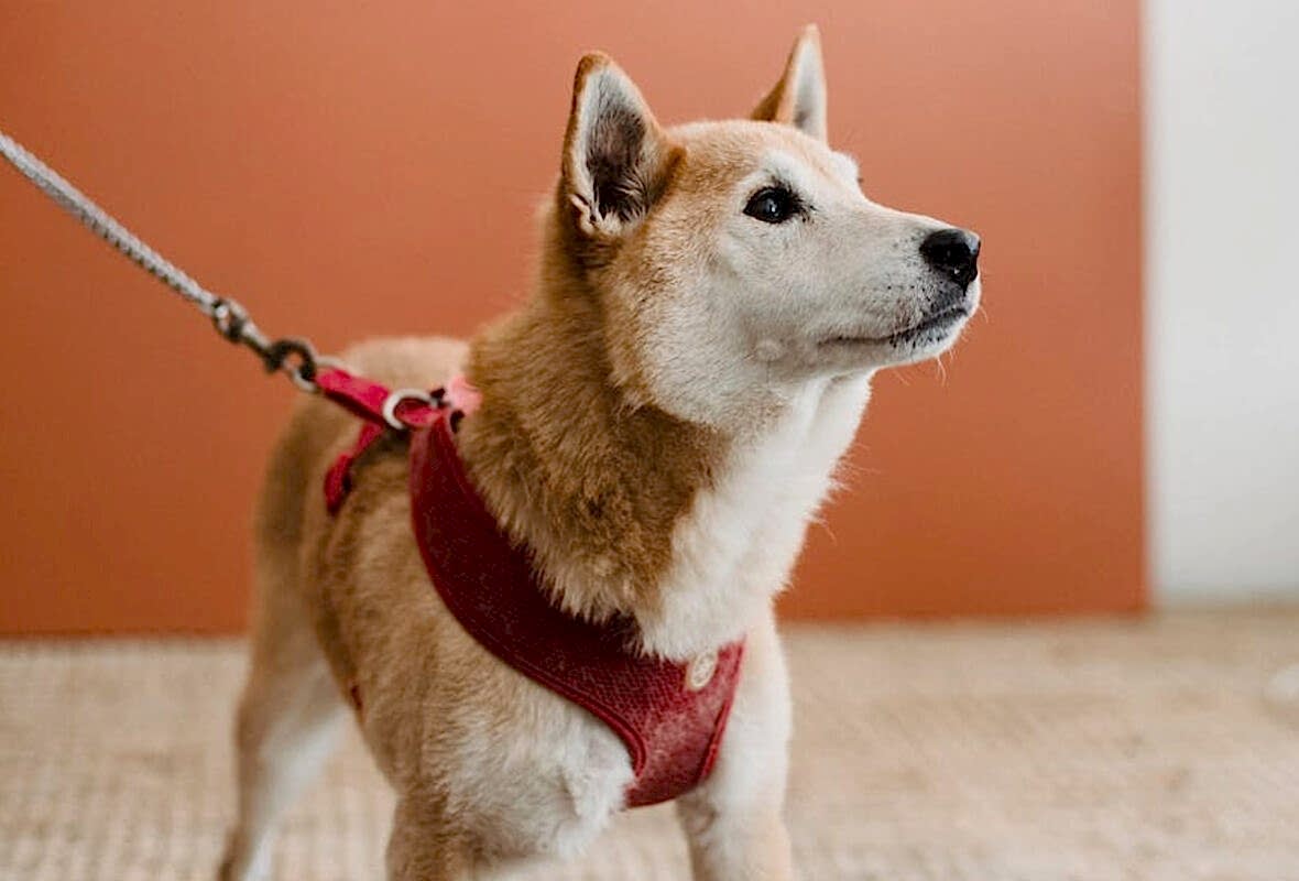 Evcil Hayvanınız İçin Düzenli Egzersizin Önemi