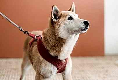 Evcil Hayvanınız İçin Düzenli Egzersizin Önemi