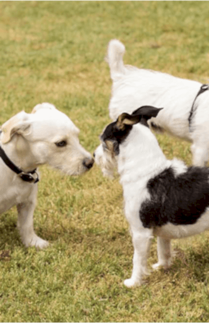 Rehabilitasyon Ve Sosyalleşme Eğitimi