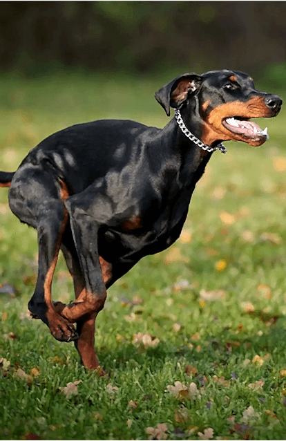 Alan Koruma Eğitimi